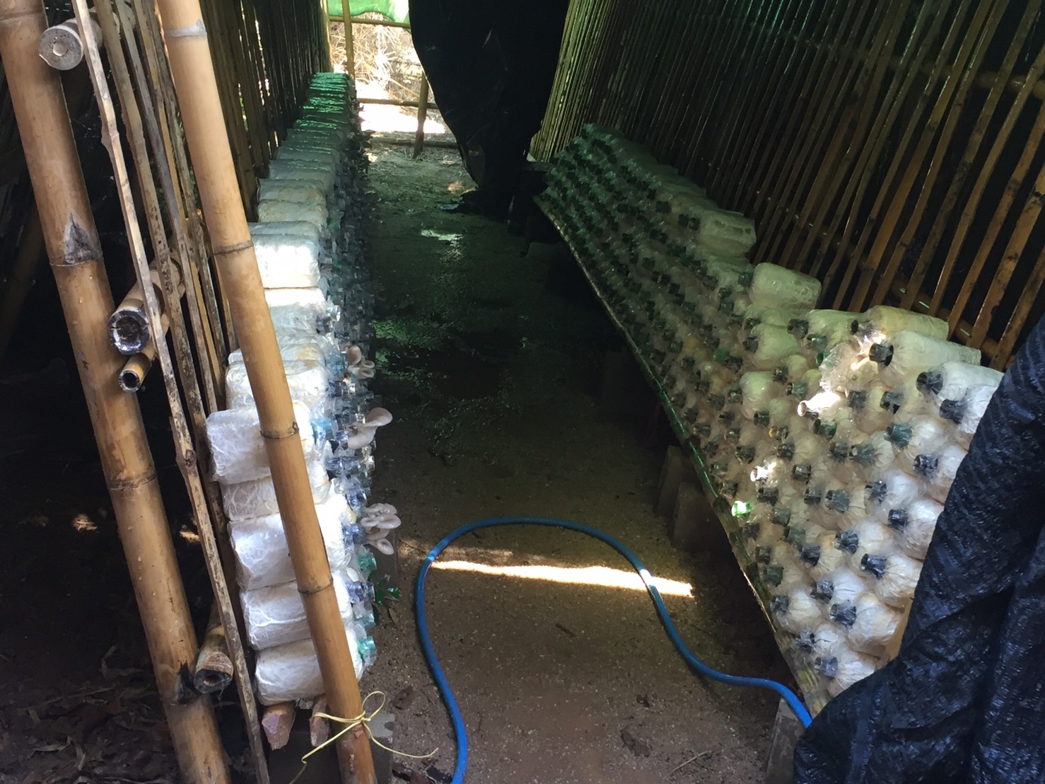 คณะรัฐศาสตร์และสังคมศาสตร์ ดำเนินโครงการ กิจกรรมที่ 5 “การพัฒนาอาชีพใหม่ฯ (การอบรมเชิงปฏิบัติการเพื่อยกระดับอาชีพและเศรษฐกิจในพื้นที่)” ณ ตำบลสบบง